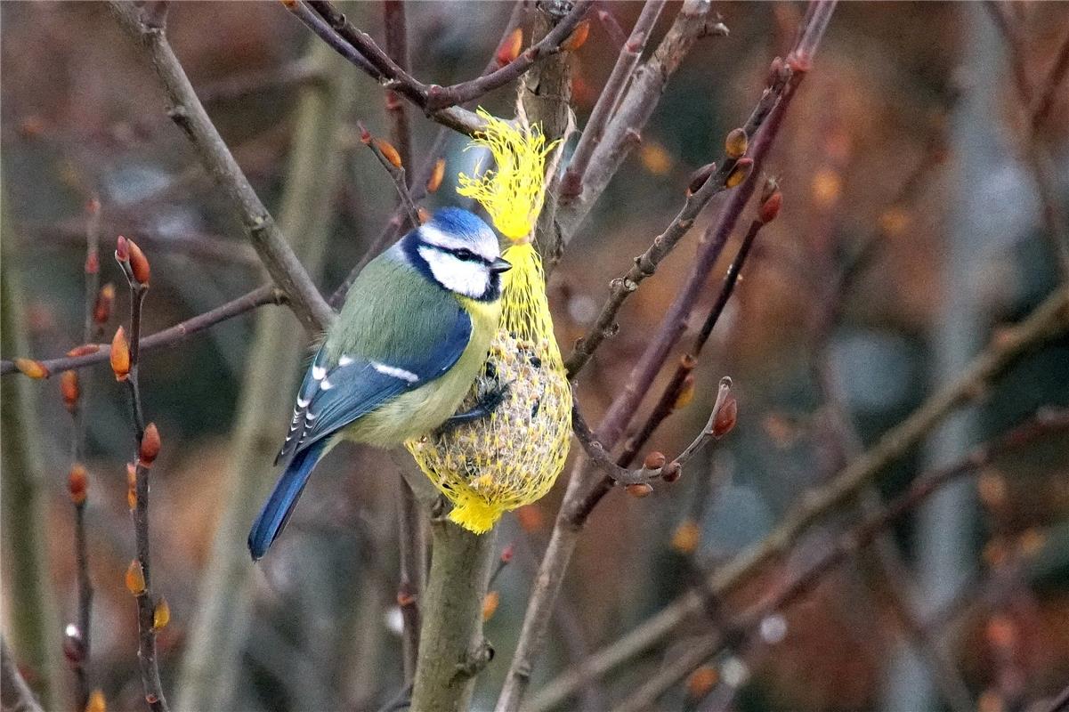 "Ein Vogelfreund hat wohl im Bernloch an unterschiedlichen Stellen Meisenknödel ...