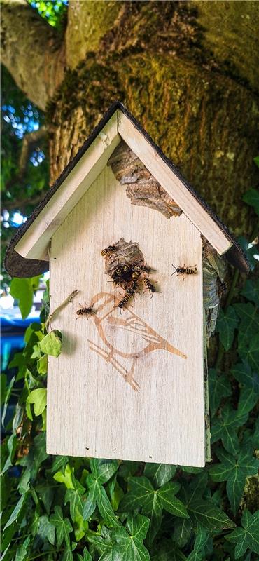 Ein Vogelhäuschen wird zum Wespenhäuschen ...  Von Natalie Politz aus Hildrizhau...