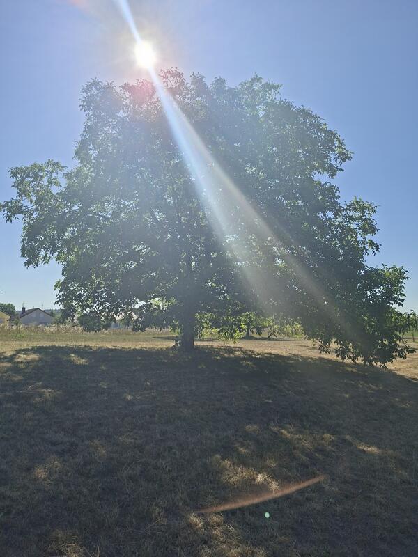 Ein besonderer Lichtblick – Sonne trifft Baum. Von Maria Tabitha Weisse aus Herr...