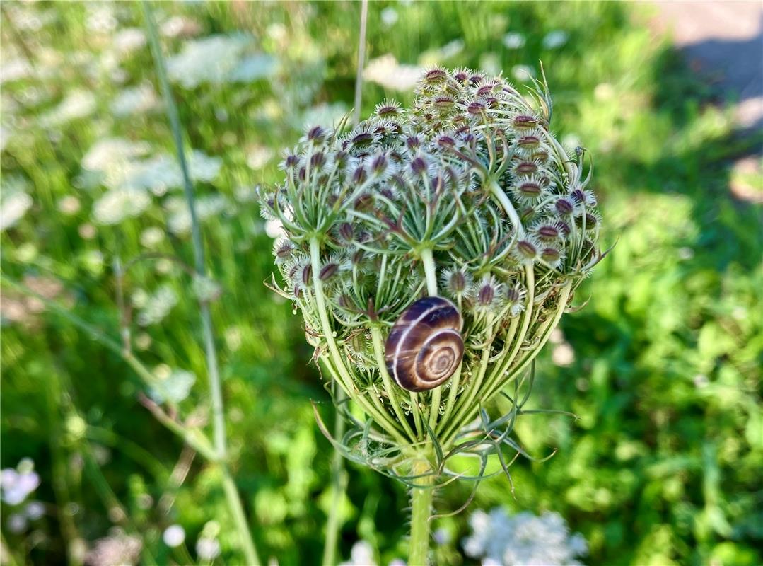 Ein blumiger Schlafplatz, gesehen bei einem Tagesausflug an den Bodensee. Von Ra...