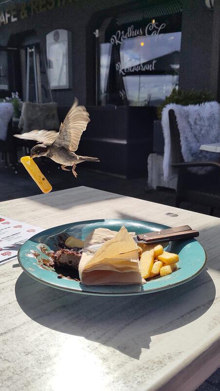 Ein diebischer Spatz – erwischt!  Von Monika Petersen aus Gärtringen.