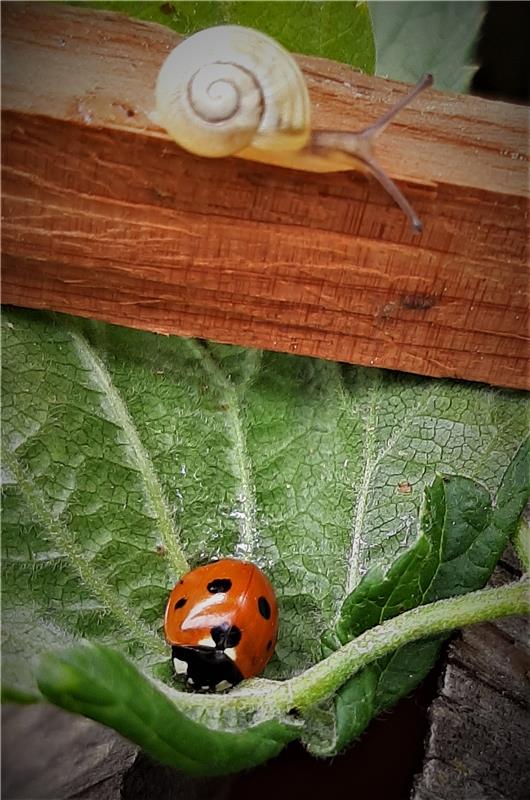 Ein ganz besonderes Pärchen hat Doris Süsser in Deckenpfronn entdeckt bei der Er...