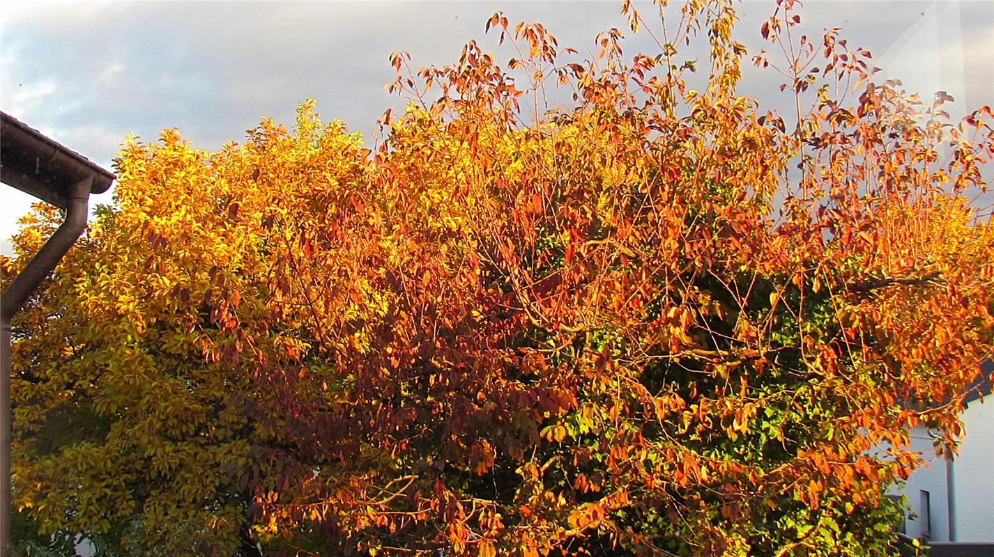 Ein ganz kurzer Moment vor Sonnenuntergang der DIESES "Abendgold" fabrizierte.  ...