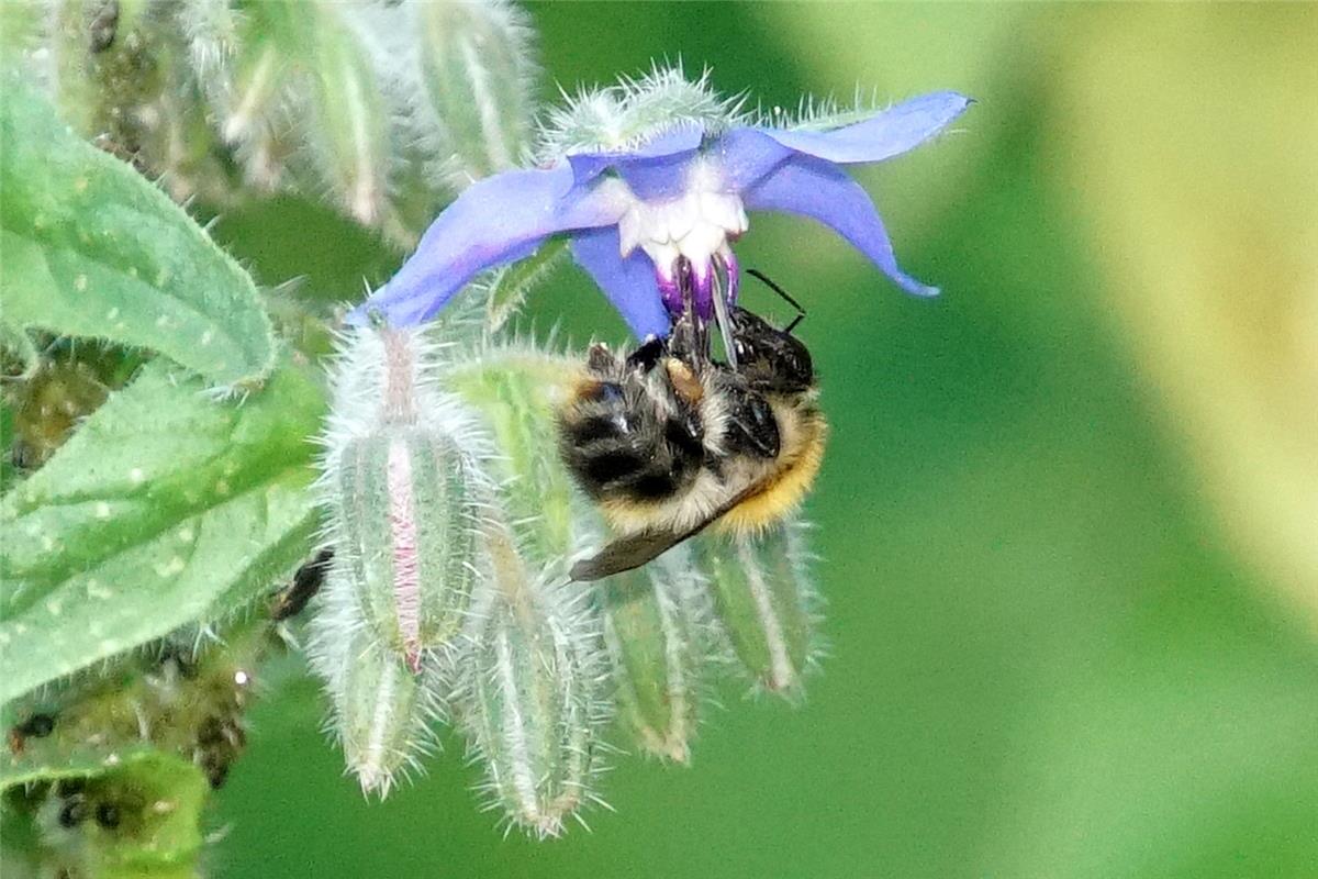 Ein "haariges" Motiv. Die Hummel tut sich am Borretsch gütlich. Der Bondorfer Si...