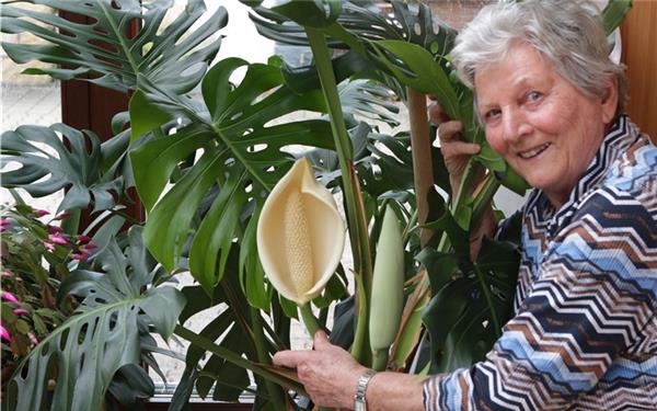 Ein kleines Weltwunder: Die blühende Philodendron von Hanne Amann (gesehen in Gärtringen) GB-Foto: Bäuerle