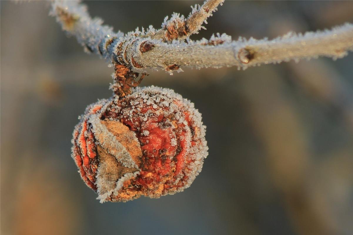 Ein letzter Apfel hängt im Morgenfrost im Gültsteiner Gewann Steingrube. Birgit ...