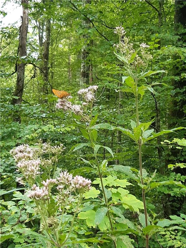 Ein sehr schönes Ausflugsziel ist das Arboretum Herrenberg, findet Maria Weisse....