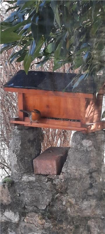 Ein seltener Gast im Wintergarten.  Von Walter Nuoffer aus Herrenberg-Gültstein.