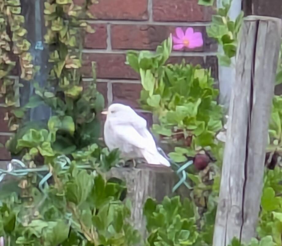 Ein seltenes Albino Haus "rot" schwänzchen. Von Kerstin Pauls aus Gärtringen.