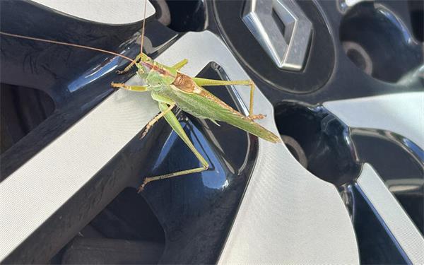 Ein ungewöhnlicher Mitfahrer (gesehen von Edith Hämmerle in Bondorf)
