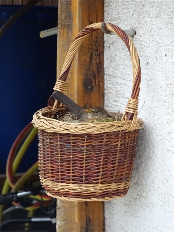 Eine Amsel suchte sich in unserem Garten als Nistplatz den Korb der Wäscheklamme...