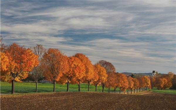 Eine Baum-Allee im bunten Herbst-Gewand