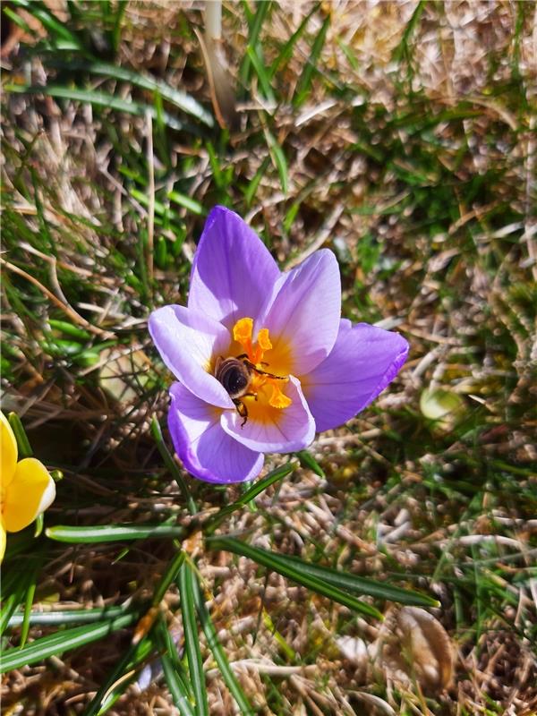 Eine Biene in der Krokussblüte. Von Paula Heselschwerdt aus Oberjesingen. 