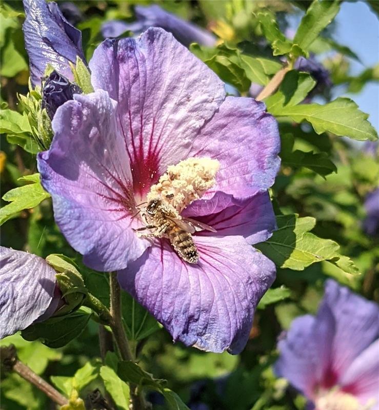 Eine Biene voll mit Blütenpollen sah Susanne Marquardt in ihrem Garten in Gültst...