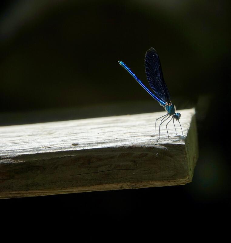 Eine Blauflügel-Prachtlibelle macht rast.  Von Eckbert Kaiser aus Hailfingen.