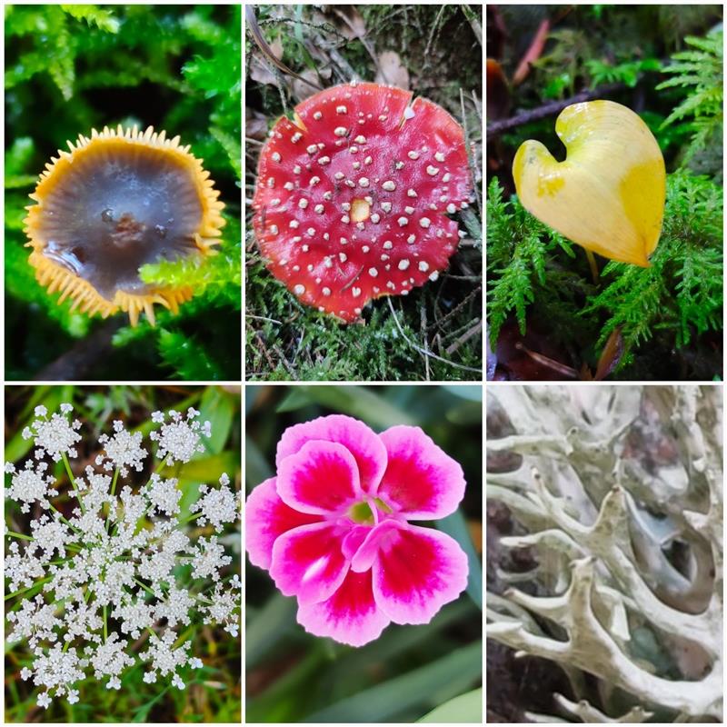 Eine Collage mit Wald-Impressionen schickt die Bondorferin Ivonne Wetzstein.