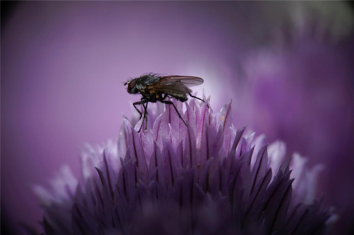 Eine Fliege auf einer Schnittlauchblüte hat Eckbert Kaiser aus Hailfingen abgeli...