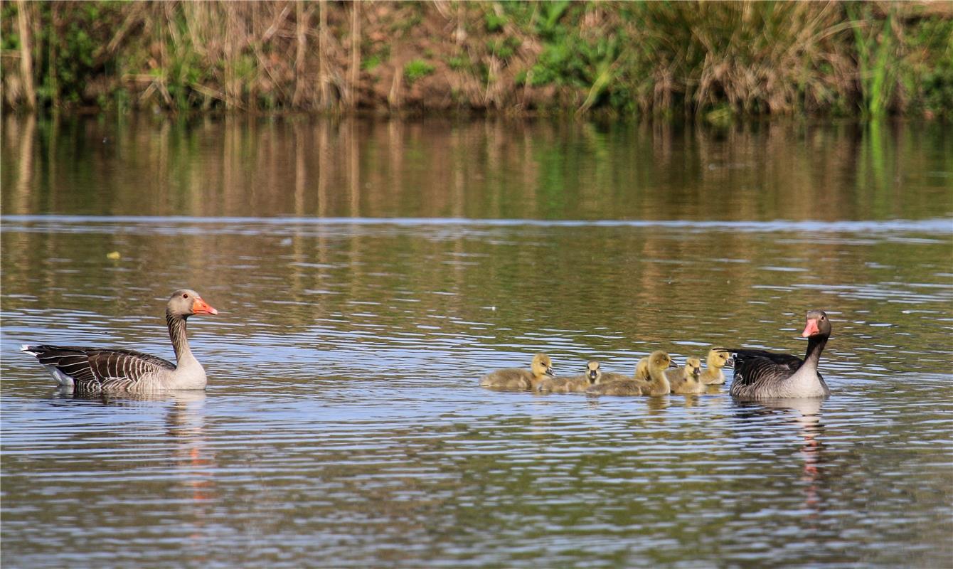 Eine Gänsefamilie ...  Von Natalie Politz aus Hildrizhausen.