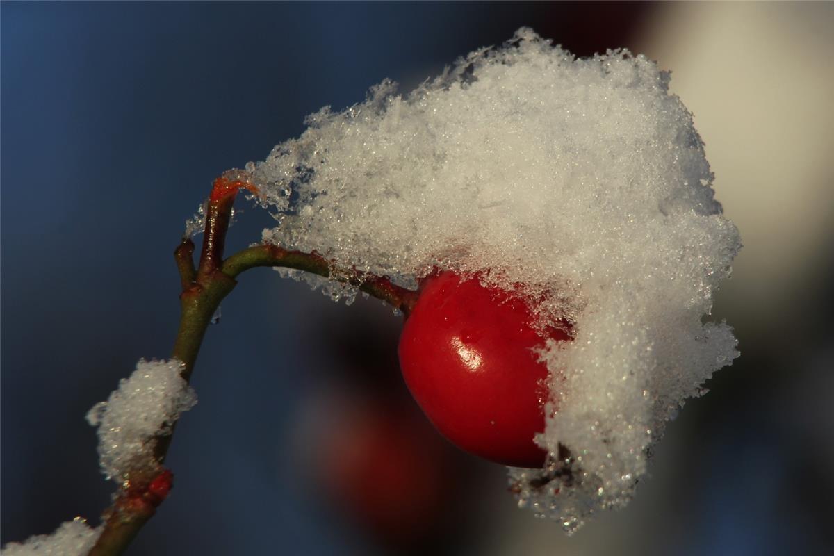 Eine Hagebutte mit Schneehaube im Sonnenschein - festgehalten von Birgit Schäber...