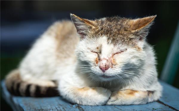 Eine Katzenschutzverordnung soll in Herrenberg das Tierleid reduzieren. GB-Foto: andrei310 - stock.adobe.com