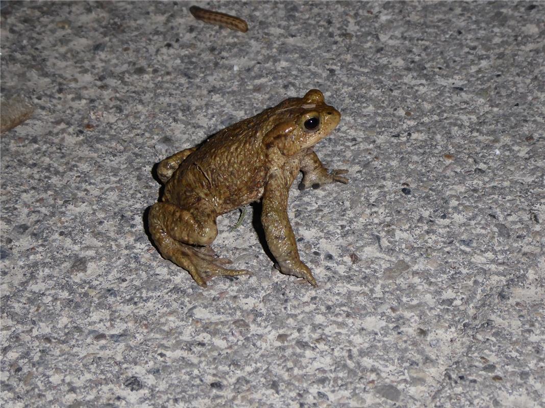 Eine Kröte auf ihrer Wanderung, aufgenommen von Cornelia Schindelin, am südliche...