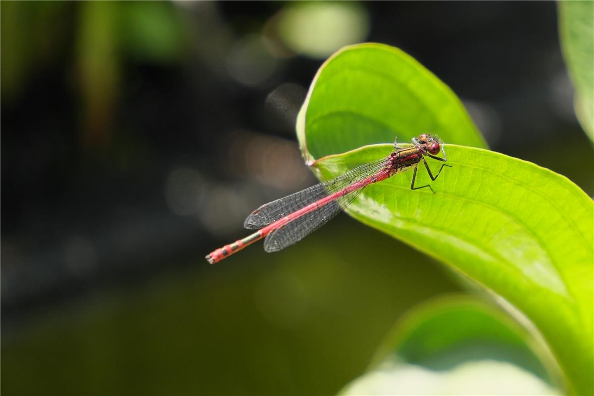 Eine Libelle bei uns am Gartenteich. Von Jörg Scheurenbrand aus Deckenpfronn.