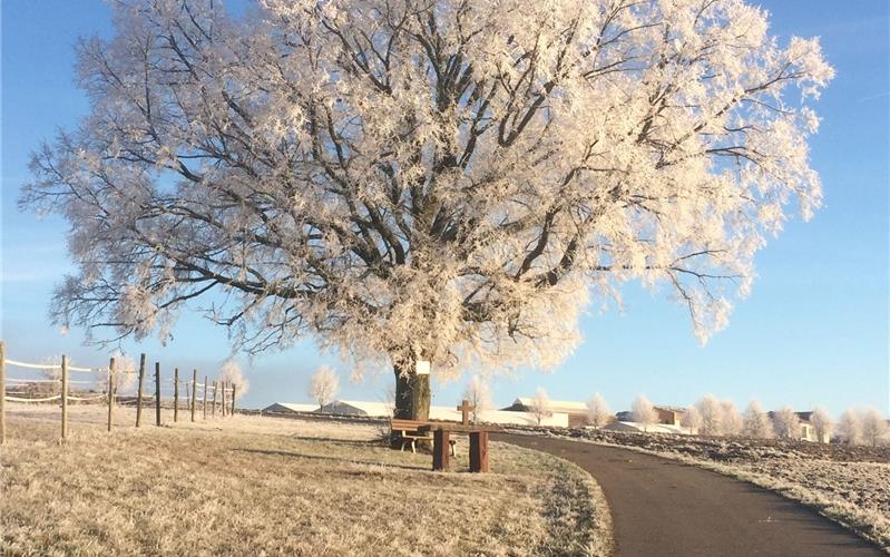 Eine Linde in der Wintersonne Eine Linde in der Wintersonne
