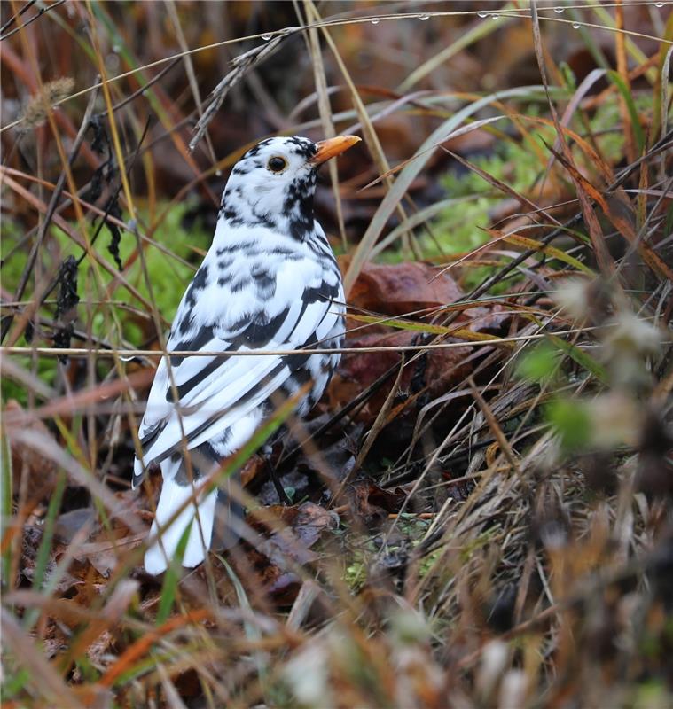 Eine Mönchberger Amsel mit dem seltenen Leuzismus (eine Defektmutation bei Tiere...