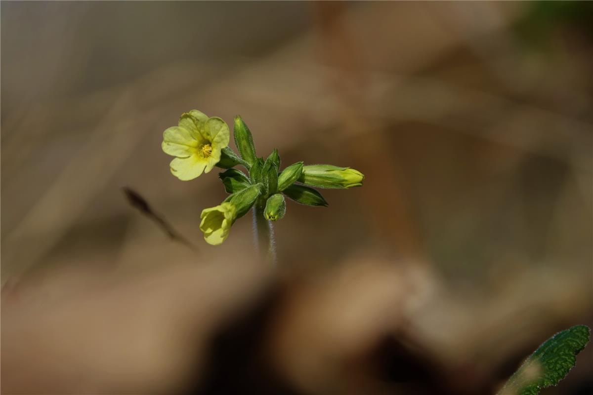 Eine Schlüsselblume hat dser Hailfinger Eckbert Kaiser gekonnt ins Visier genomm...