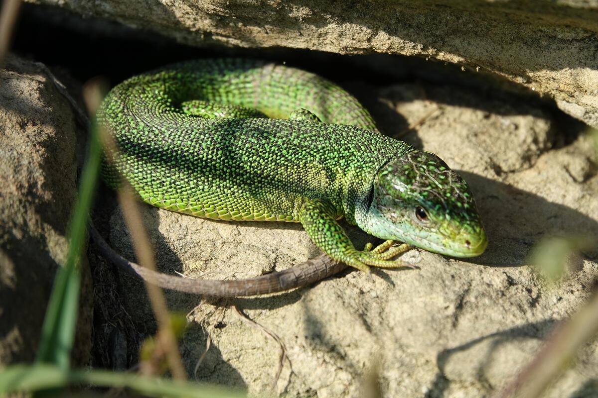 Eine Smaragdeidechse genießt die Sonnenstrahlen.  Von Eckbert Kaiser aus Hailfin...