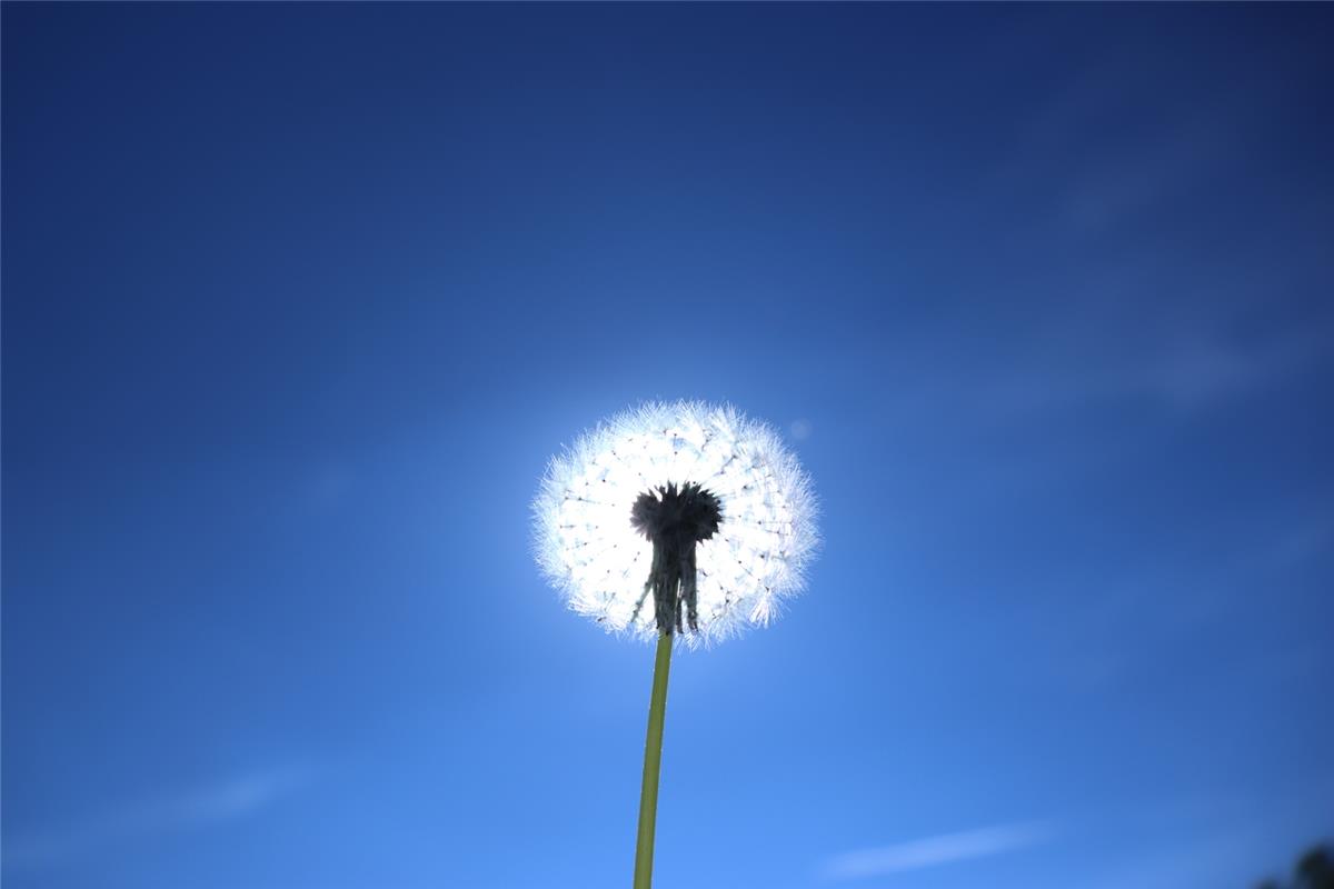 Eine Supernova am Firmament? Oder doch eine leuchtende Pusteblume? Letzteres, ve...