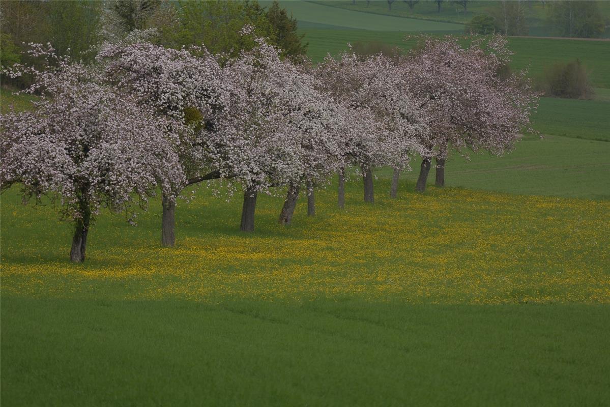 Eine Wiese in Gelb in Oberndorf. Von Eckbert Kaiser aus Hailfingen.