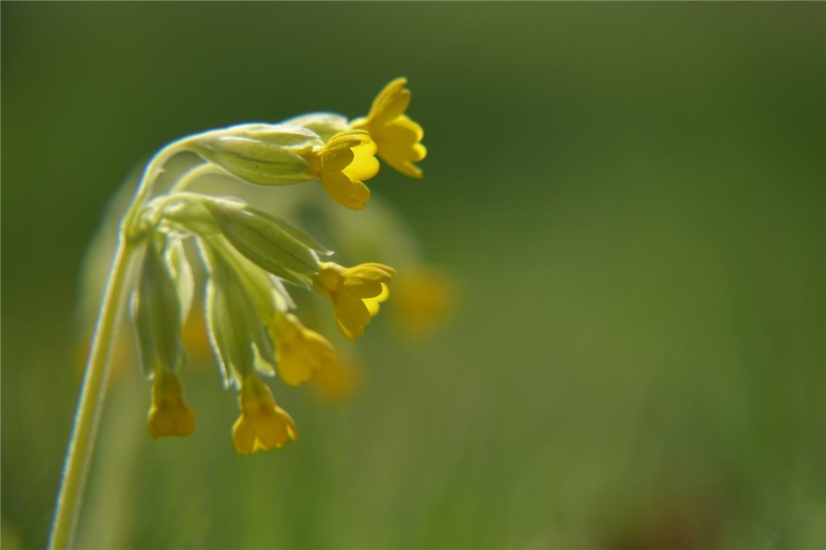 Eine Wiesenschlüsselblume, festgehalten vom Hailfinger Eckbert Kaiser. 