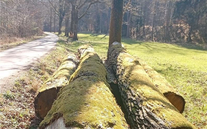 Eine externe Firma hat den aktuellen Zustand des Waldes im Jahr 2025 erfasst. GB-Foto: gb