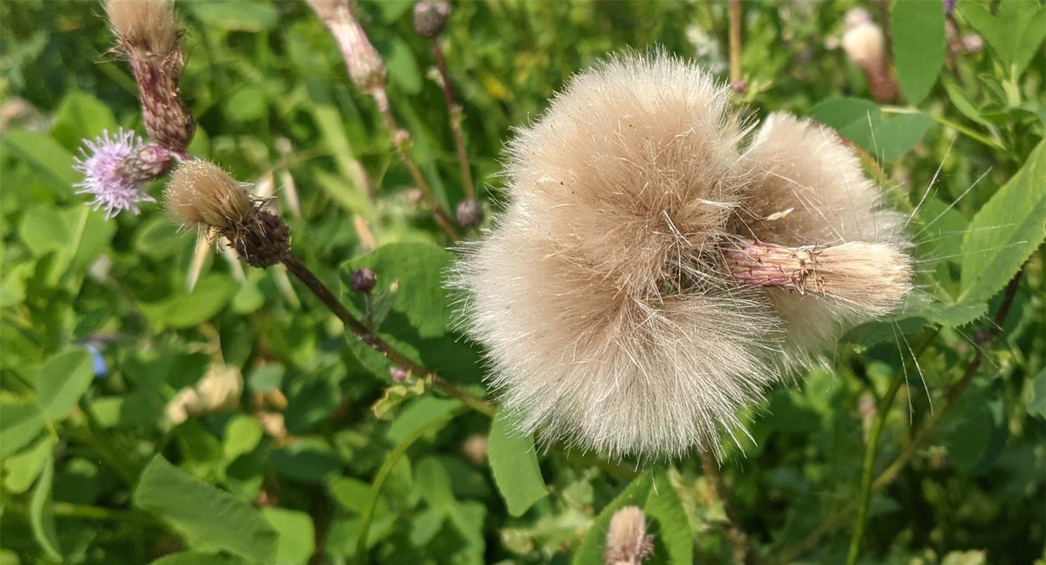 Eine flauschige Mähne trägt diese Acker-Kratzdistel, entdeckt von der Gültsteine...