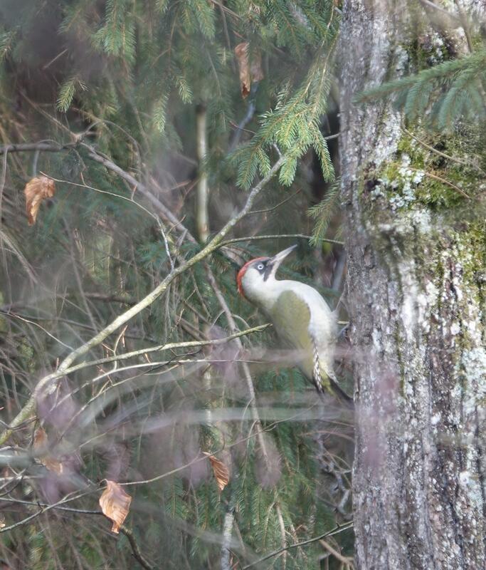 Eine gute Tarnung hat der Grünspecht. Wenn er nicht so ein roten Kopfschmuck hät...