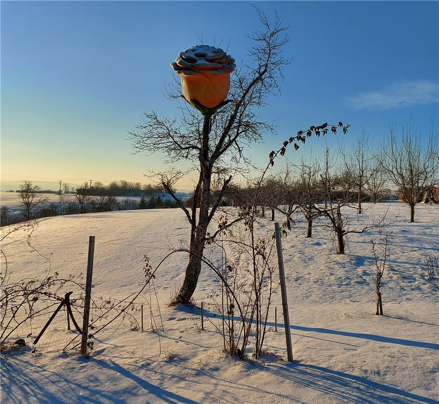 Eine kalte Rose mit Schneehäuble zum Valentinstag, wer die wohl kriegt? Das frag...