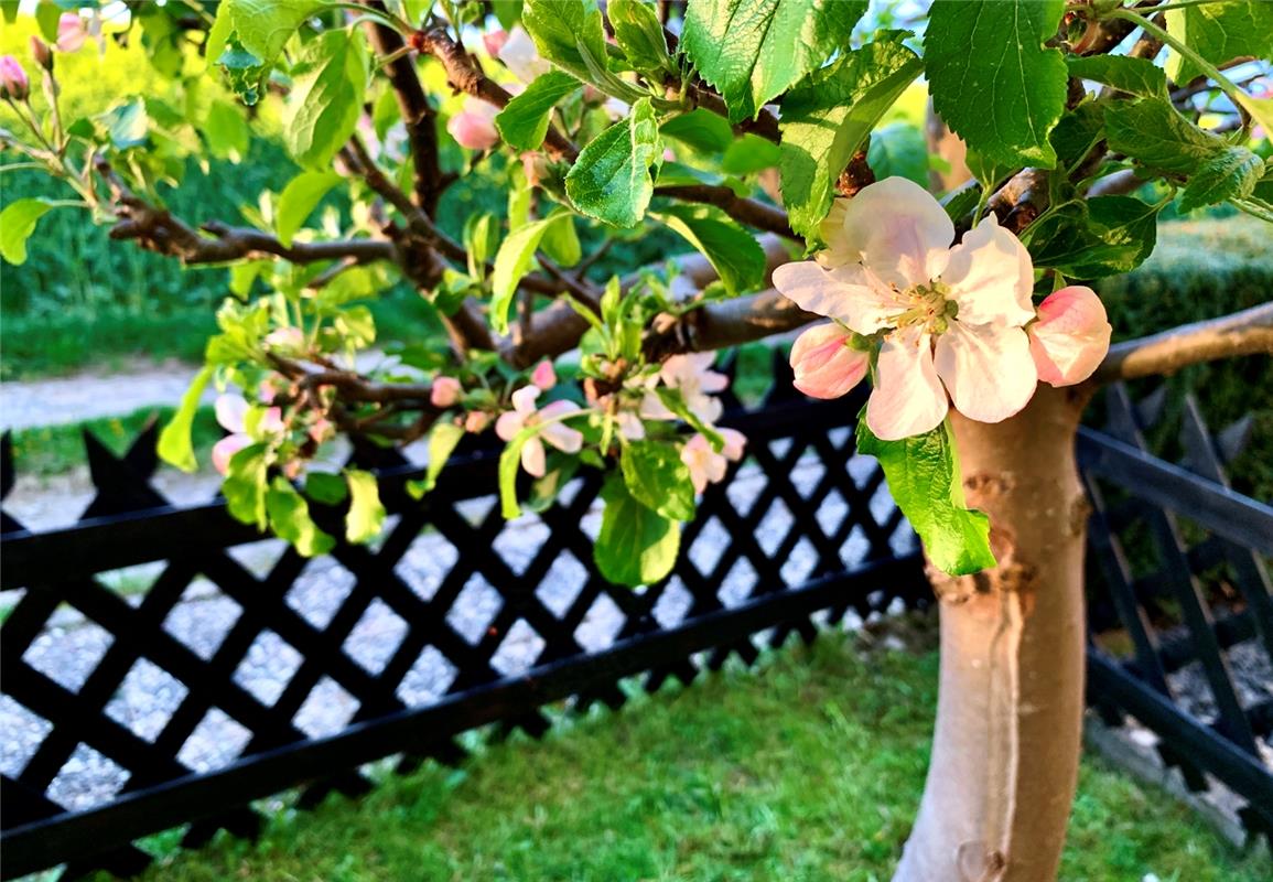 Eine sehr grosse Blüte auf einem sehr kleinen Apfelbäumchen. Von Minja Rollinson...