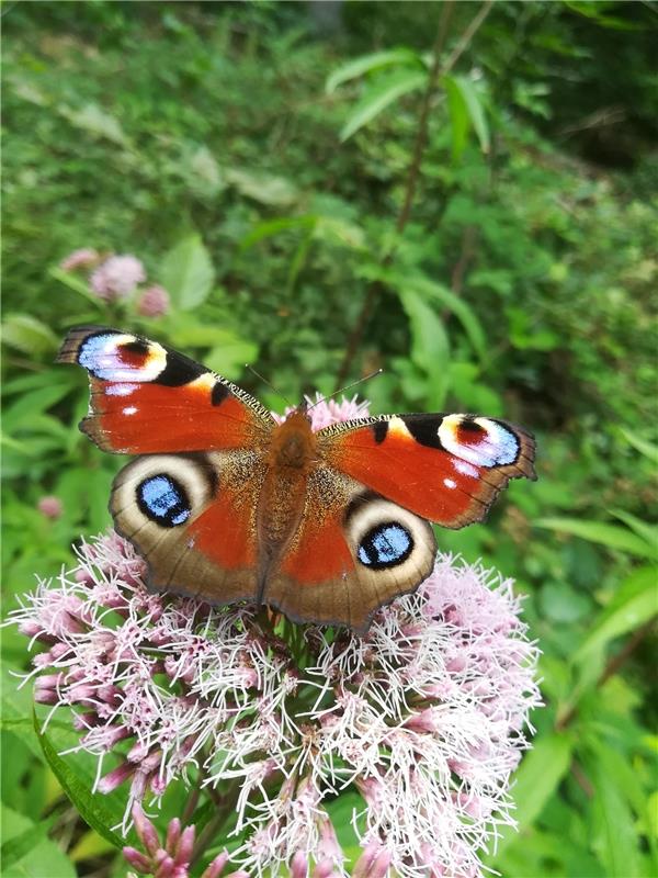 Eine wunderschöne Seltenheit hat Hilde Steinmaier bei einem Ausflug in den Schön...