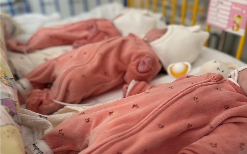 Eineiige Drillinge entstehen, wenn sich eine befruchtete Eizelle zunächst einmal und dann noch ein weiteres Mal teilt. GB-Foto: gb