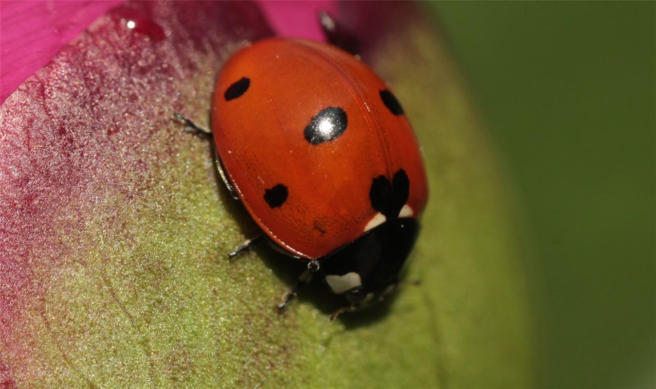 Einen Marienkäfer mit Herz hat Jacqueline Fröhlich in ihrem Garten in Herrenberg...