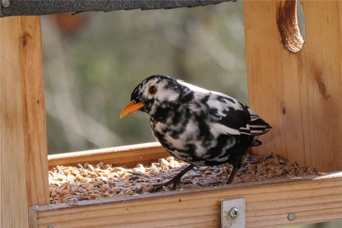 Einen seltenen Gast im Vogelhäuschen hat Peter Ruthardt in Mönchberg gesichtet