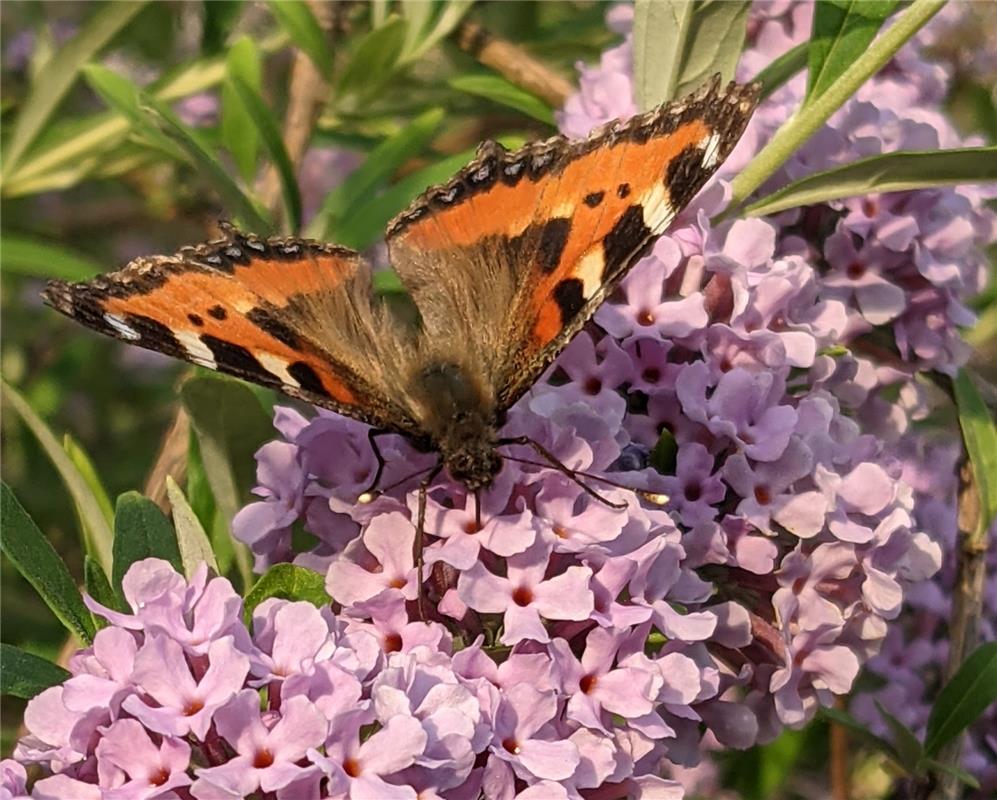 Einer von vielen Schmetterlingen auf meinem Flieder, eingereicht von Susanne Mar...