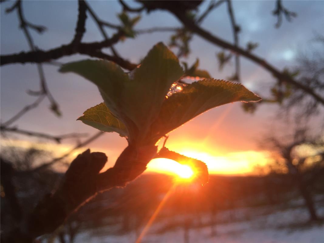 Einfach zum Staunen! Wie der kleine Eiskristall im Licht der untergehenden Sonne...