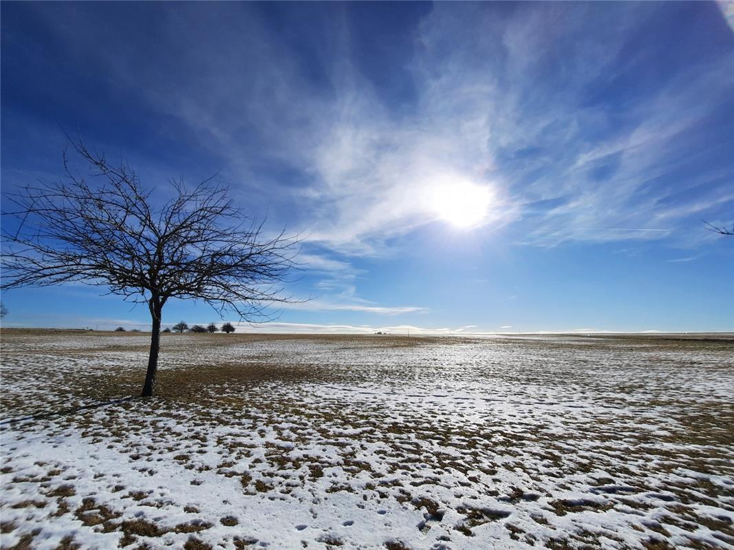 Einsamer Baum mit Wintersonne an den verschneiten Egelseewiesen. Von Uli Hafner ...