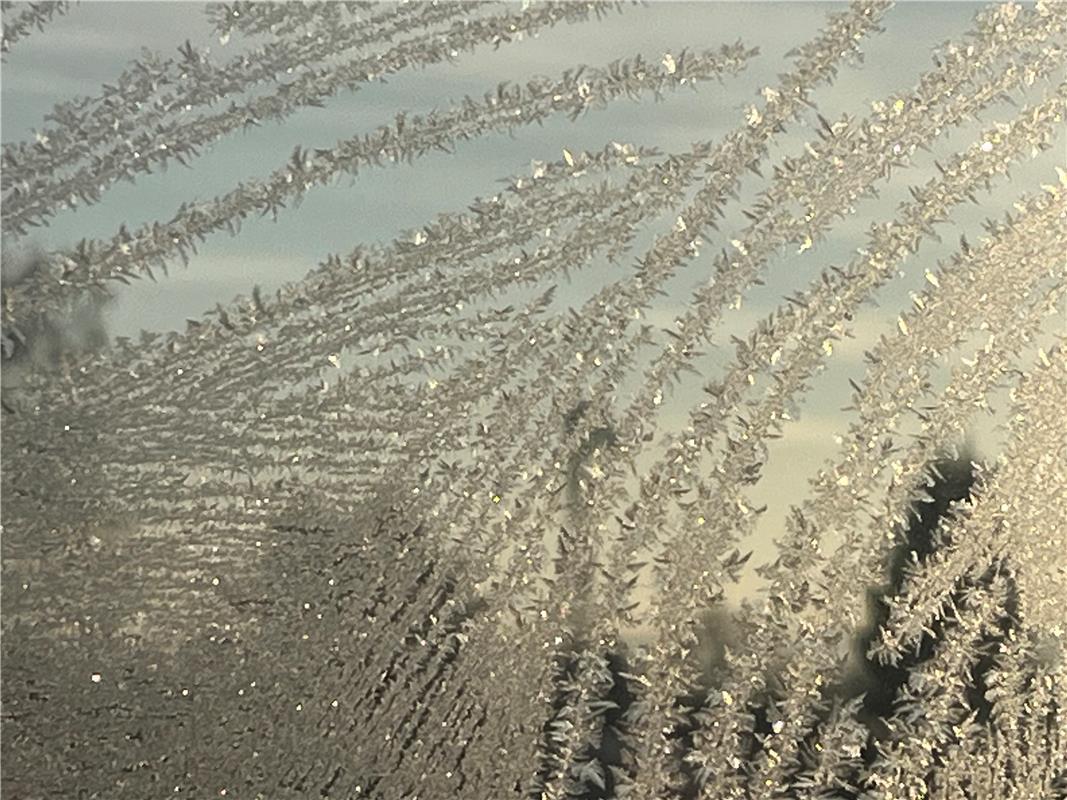Eisblumen in der Morgensonne. Von Walter Bader.