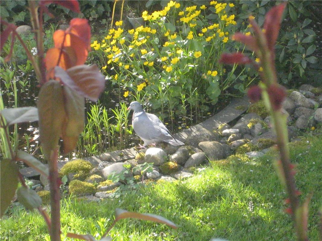 Eleganter Frühlingsbesuch an meinem Gartenteich.  Von Frank Winter aus Gäufelden...