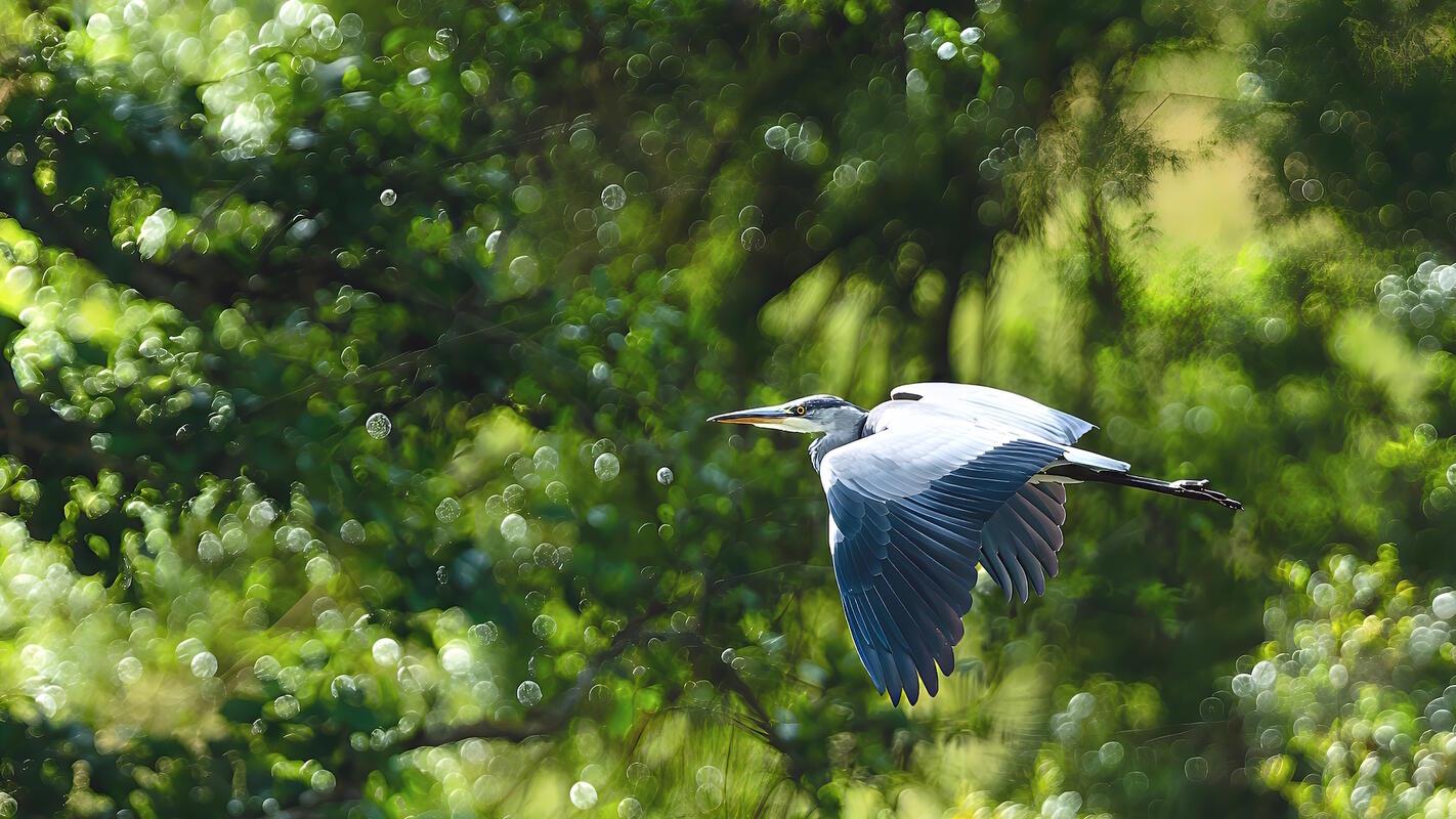 Eleganter überflug eines Graureihers (Ardea cinerea) über den Eisweiher. Von Rom...