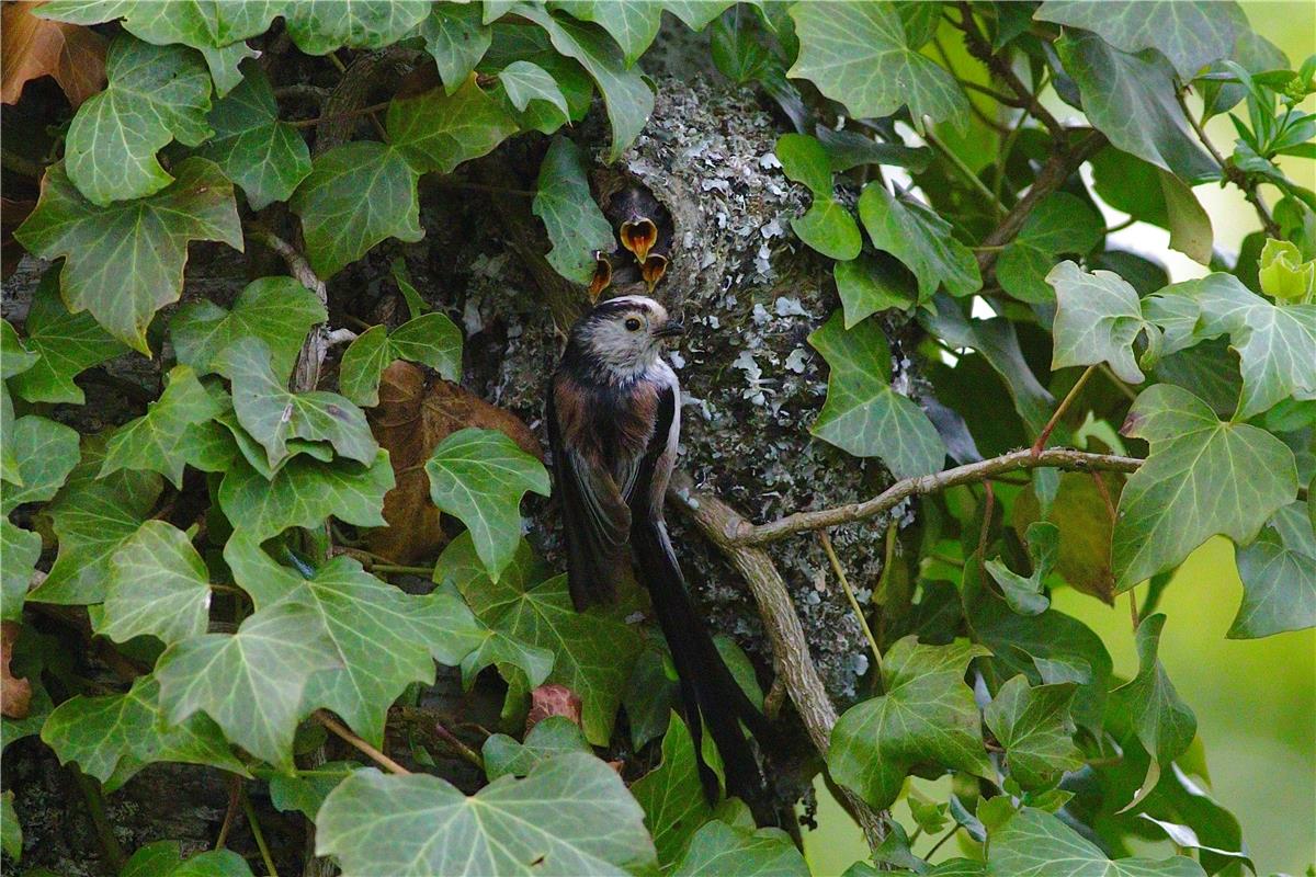 Endlich Frühjahr! Jetzt erwacht auch die Tierwelt wieder zu ihrem reichen Leben ...