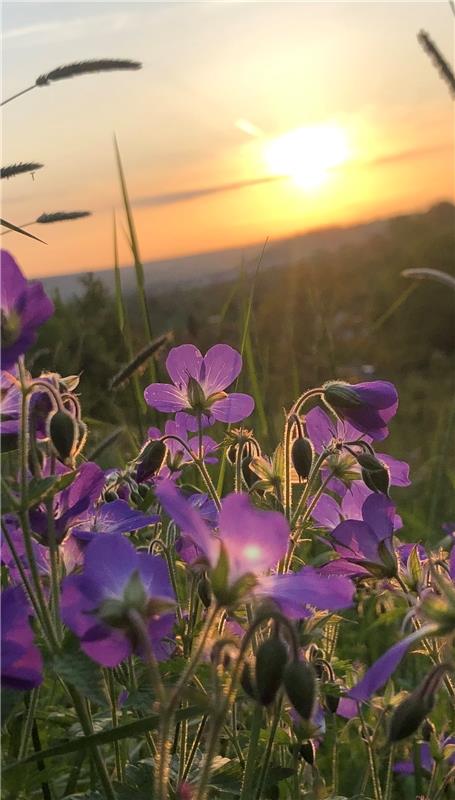 Endlich wieder Sonne! Und die taucht die Wiesenblumen in ein wunderschönes Licht...